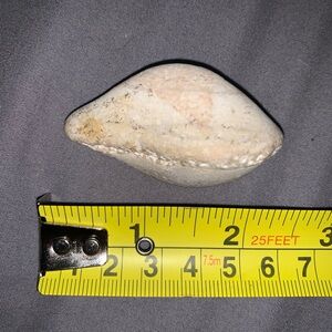 Fossilized Clam